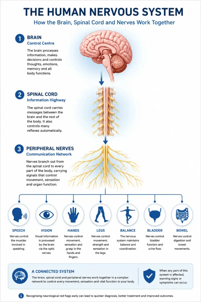 Infographic showing how the brain, spinal cord and peripheral nerves control movement, sensation, balance and organ function.